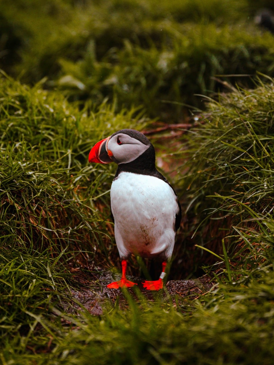 A portrait photo of a puffin in Iceland