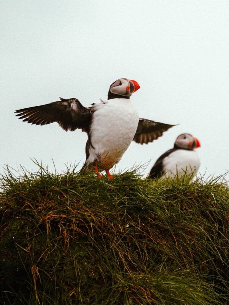 A puffin flapping its wings in Iceland