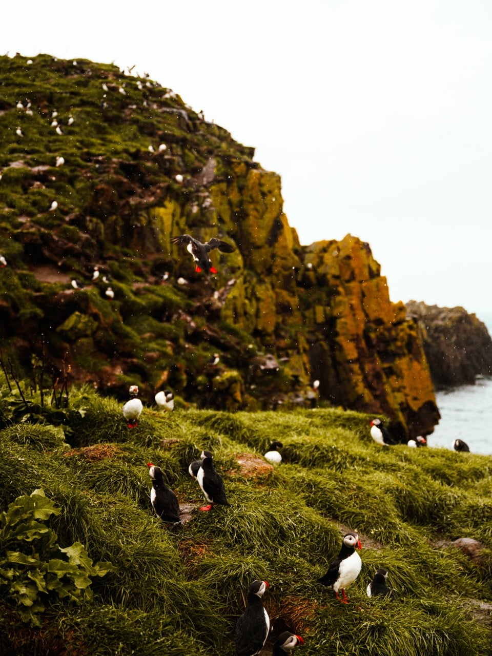 Puffins on a cliff in Iceland
