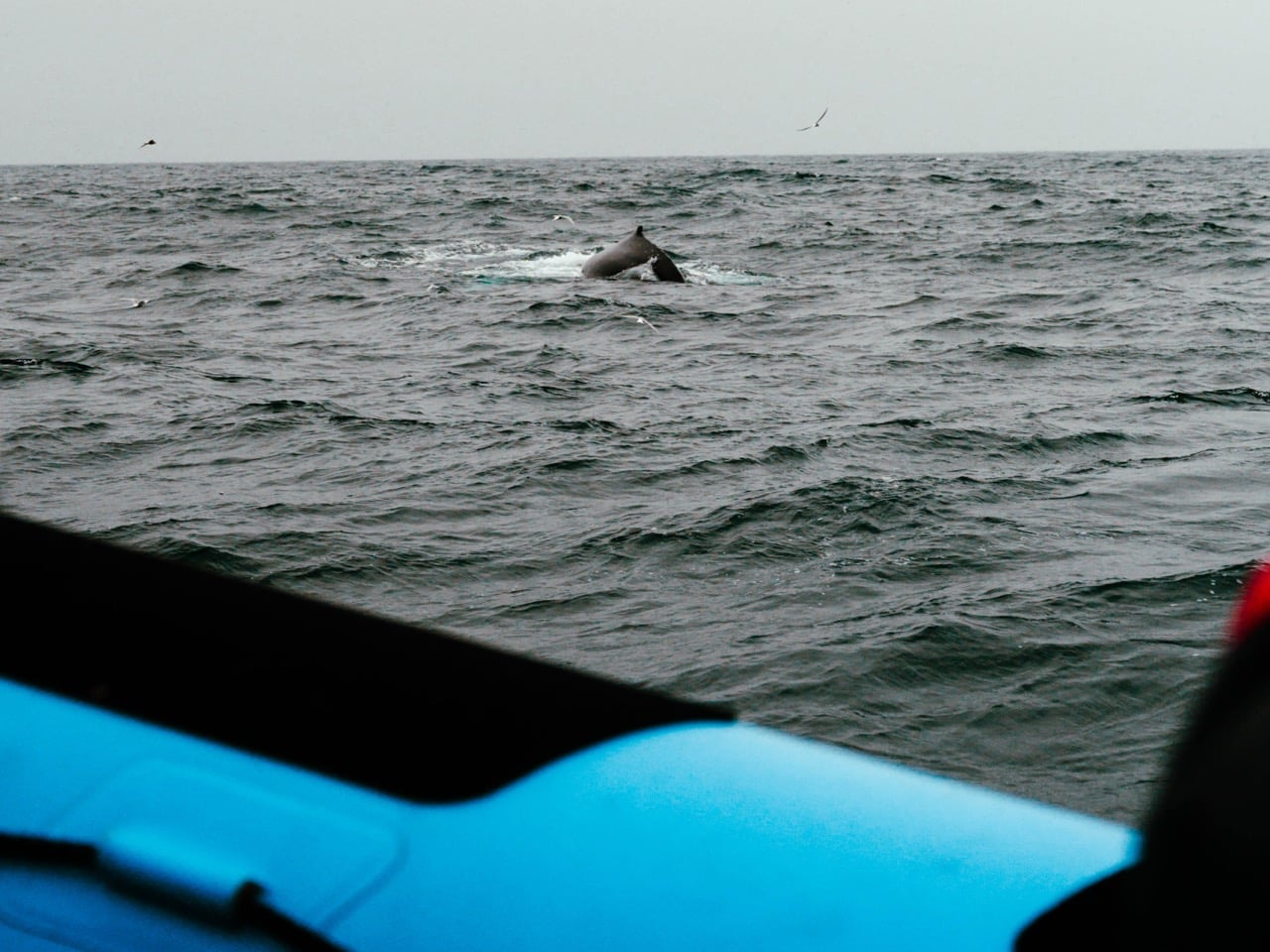 Whale-watching in Iceland on a cloudy day