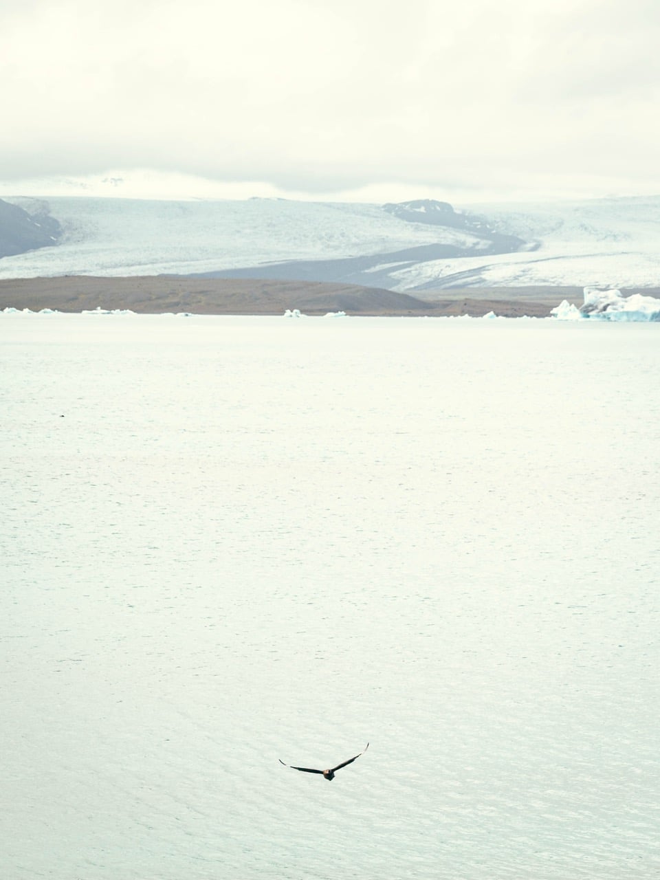 A skua at the Jökulsárlón glacier lagoon